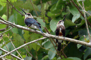 Jacamar à tête pâle