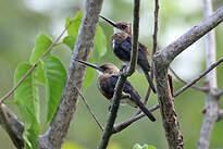 Jacamar à tête pâle