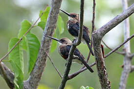 Jacamar à tête pâle