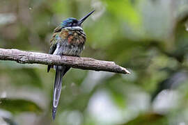 Bronzy Jacamar