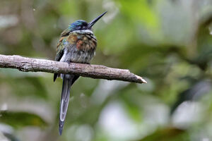 Jacamar à ventre blanc