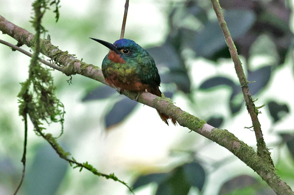 Jacamar des Andes femelle adulte