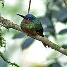 Jacamar des Andes