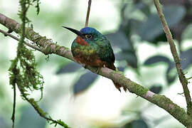 Coppery-chested Jacamar