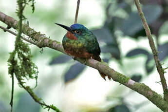 Jacamar des Andes