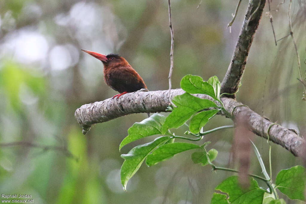 Jacamar rouxadulte, identification