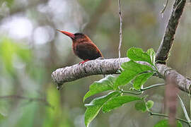 Purus Jacamar