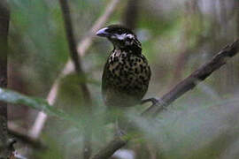 White-eared Catbird