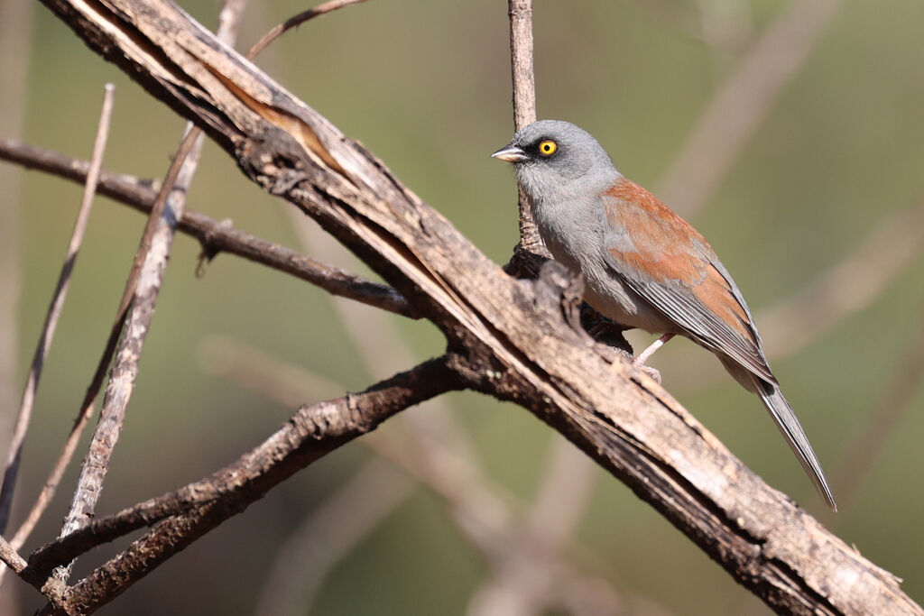 Junco aux yeux jaunesadulte