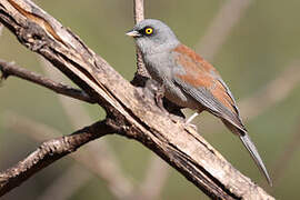 Yellow-eyed Junco