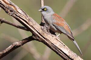 Junco aux yeux jaunes