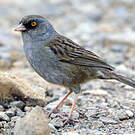 Junco des volcans