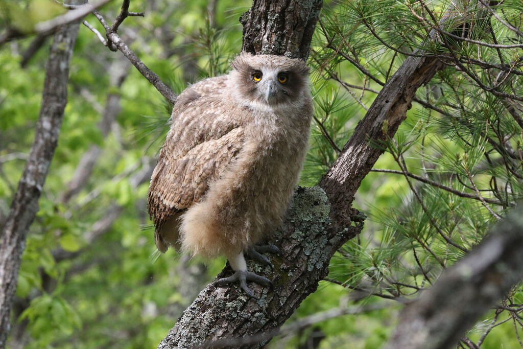 Blakiston's Fish Owljuvenile