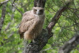 Blakiston's Fish Owl