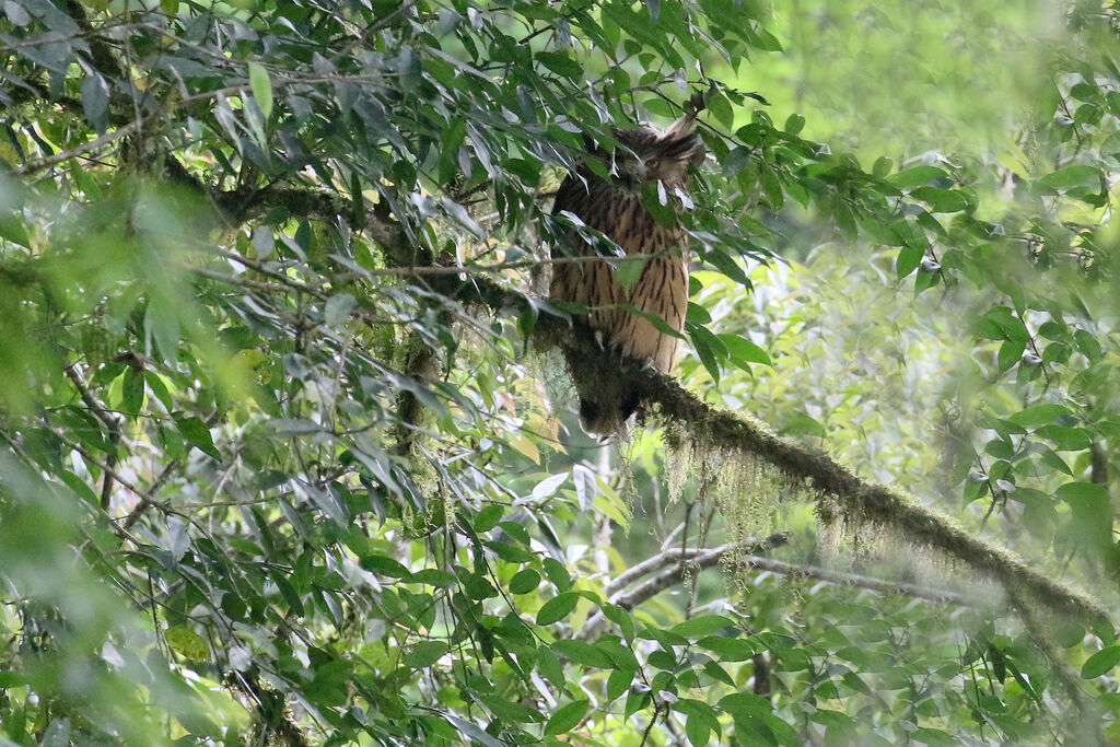 Tawny Fish Owl