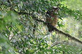 Tawny Fish Owl