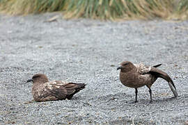 Brown Skua