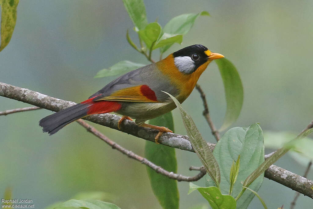 Silver-eared Mesiaadult, identification