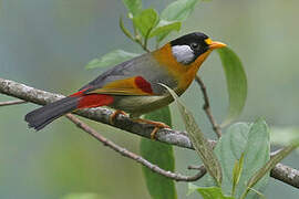 Silver-eared Mesia