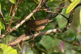 Russet Bush Warbler