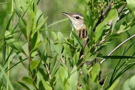 Pallas's Grasshopper Warbler