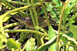 Pallas's Grasshopper Warbler