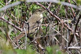 Styan's Grasshopper Warbler