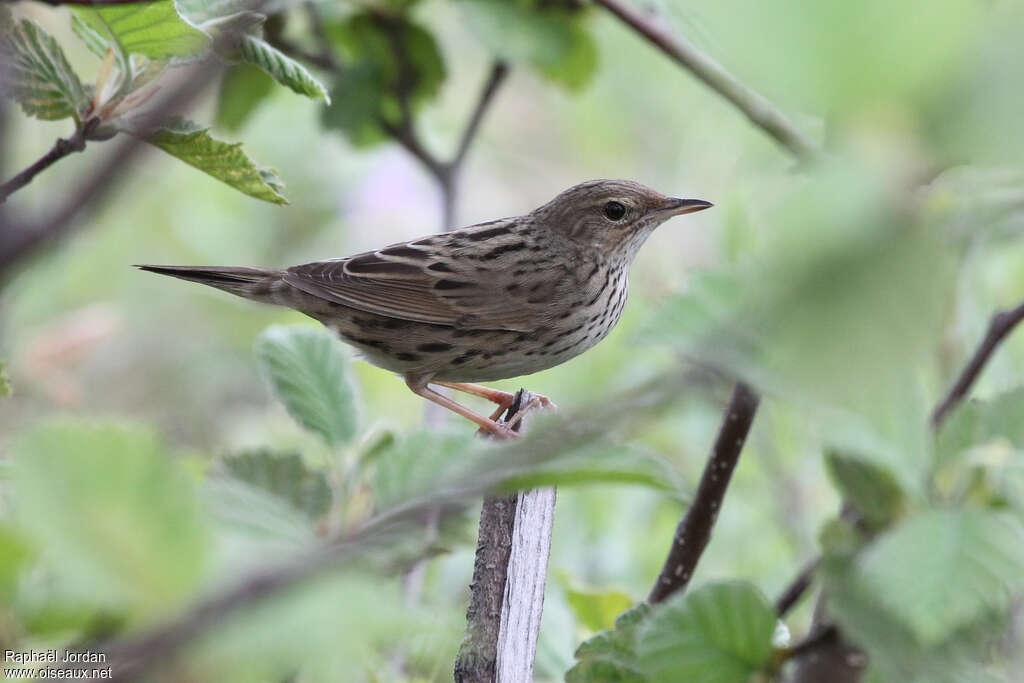 Lanceolated Warbleradult breeding, identification