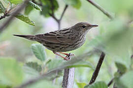 Lanceolated Warbler