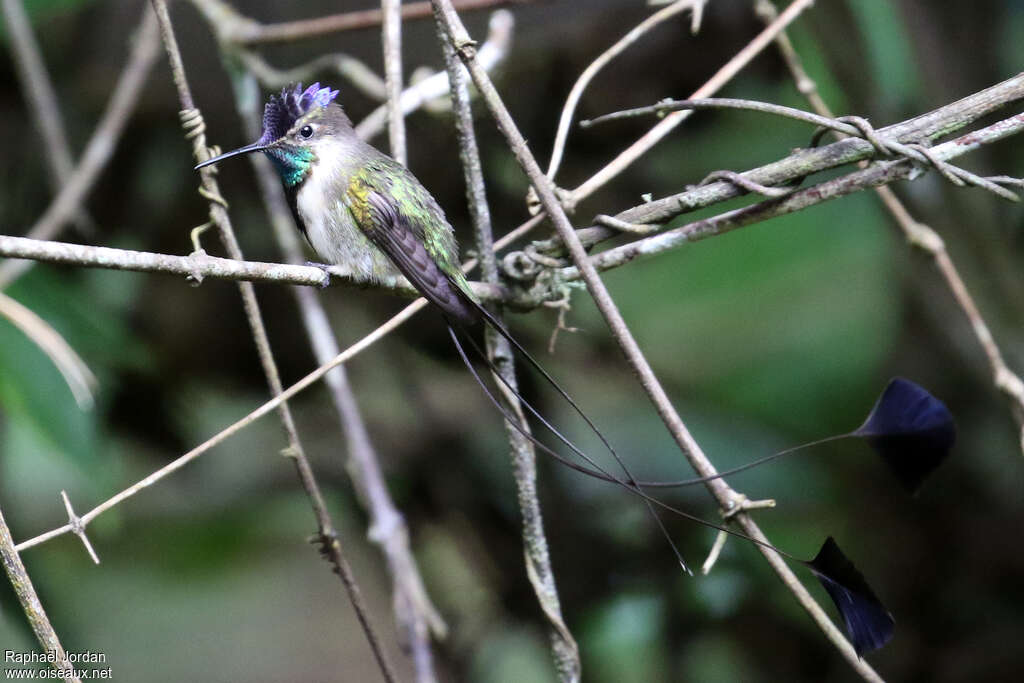 Marvelous Spatuletail male adult breeding