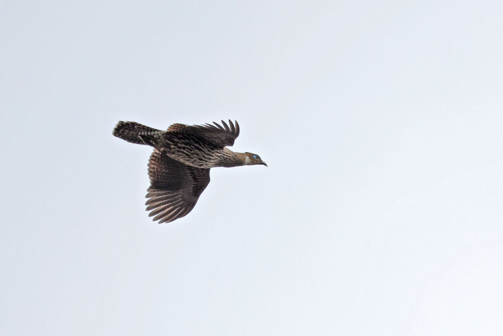 Himalayan Monal female adult