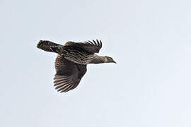 Himalayan Monal