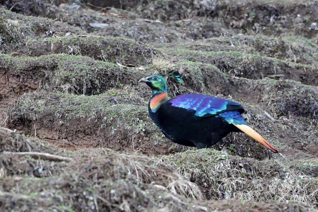 Himalayan Monal male adult