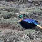 Lophophore resplendissant