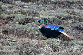 Himalayan Monal