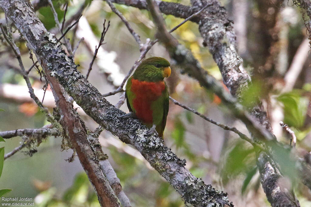 Yellow-billed Lorikeetadult, identification