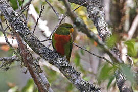 Yellow-billed Lorikeet