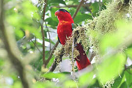 Purple-naped Lory
