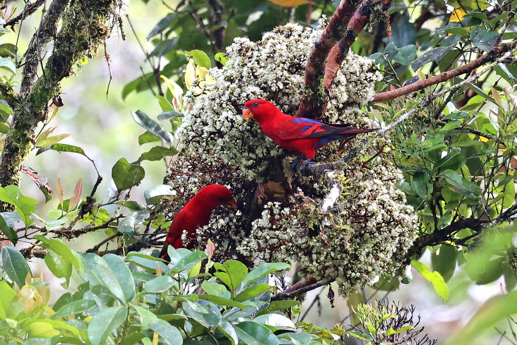 Red Lory