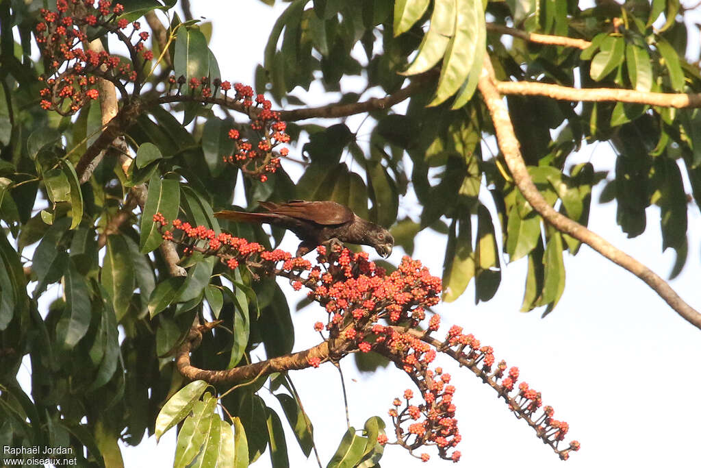 Black Loryadult