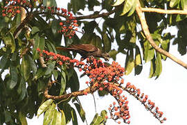 Black Lory