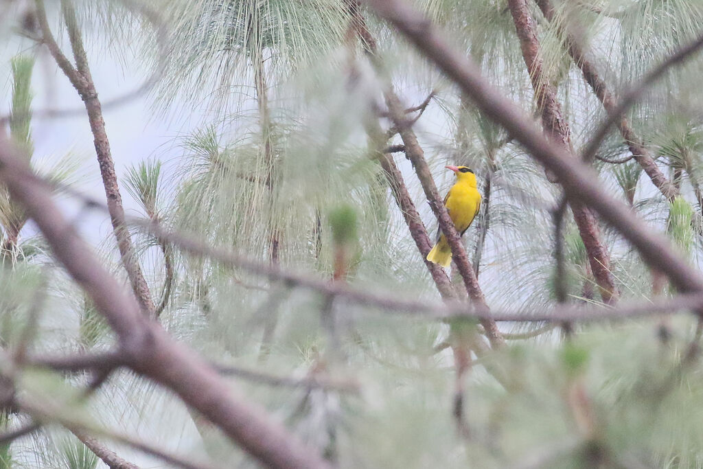 Slender-billed Oriole male adult