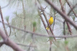 Slender-billed Oriole