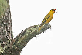 Slender-billed Oriole