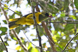 Green-headed Oriole