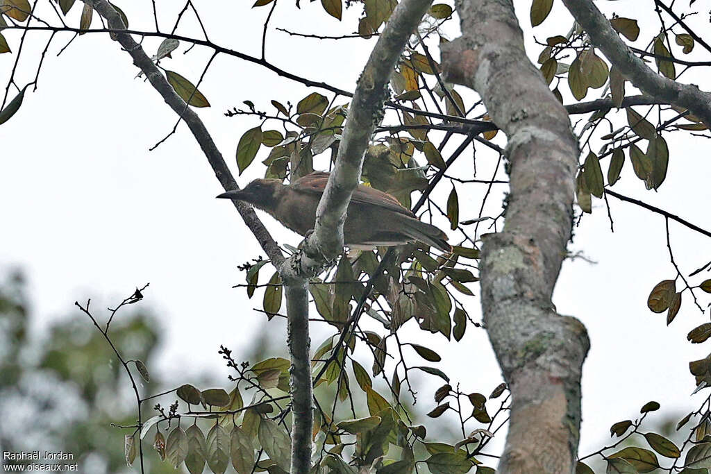 Black-eared Orioleadult