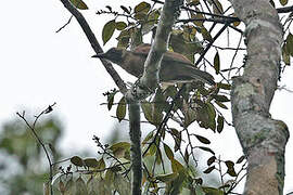 Black-eared Oriole