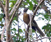 Grey-collared Oriole