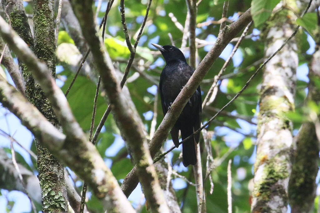 Black-and-crimson Oriole female adult