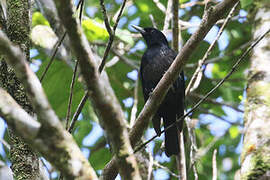 Black-and-crimson Oriole